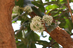 Ixora arborea